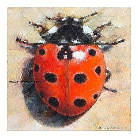 Coccinella undecimpunctata - Brekelmans