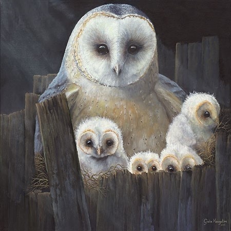 Nesting barn owls van Geke Hoogstins